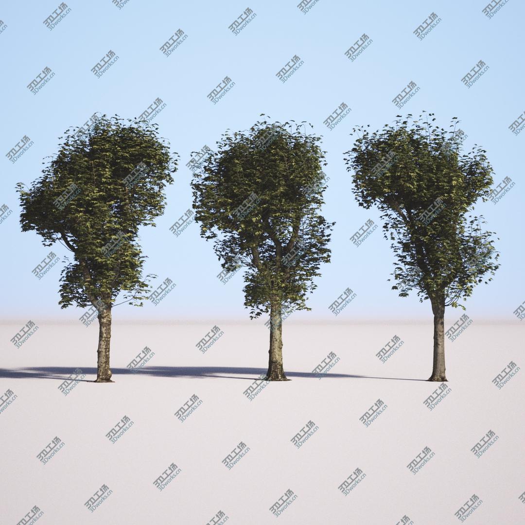 images/goods_img/202105071/3D Pollarded Plane Trees model/2.jpg